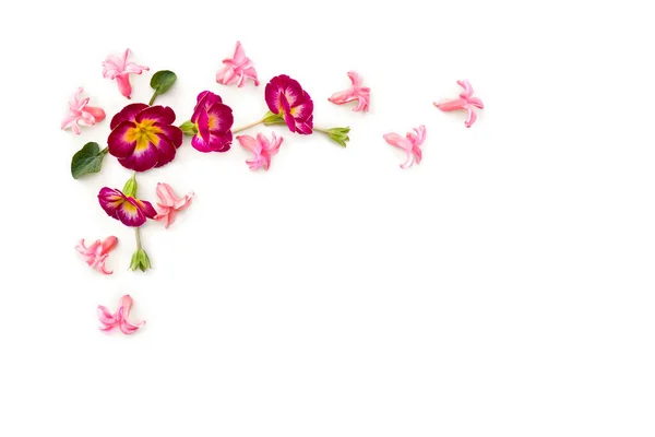 Beau Cadre Fleurs Magenta Primevère Jacinthes Roses Hyacinthus Sur Fond — Photo