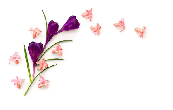 Vacker Ram Blomma Violetta Krokusar Och Rosa Hyacinter Hyacinthus Vit — Stockfoto