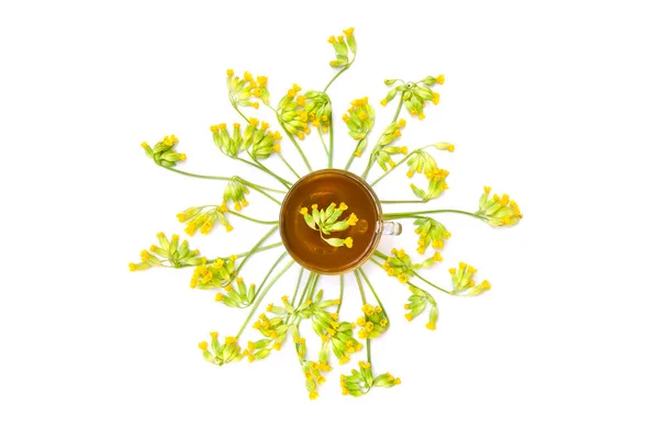 Κάτοψη Ενός Φλυτζανιού Τσάι Βοτάνων Ανθισμένα Primula Veris Κοινά Ονόματα — Φωτογραφία Αρχείου