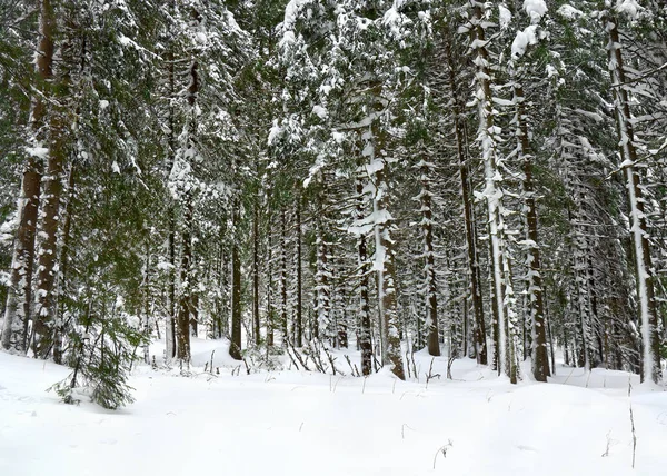 Bosque Abeto Invierno Nieve Paisaje Invierno —  Fotos de Stock