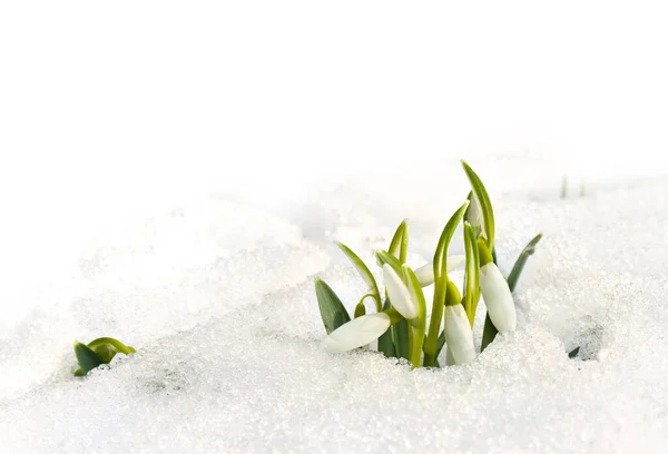 Flores Primavera Nevadas Blancas Galanthus Nivalis Nieve Bosque Sobre Fondo —  Fotos de Stock