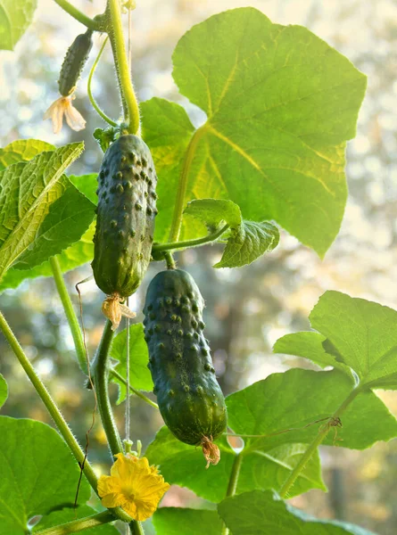 Flores Frutos Maduros Pepinos Colgados Vid Huerta —  Fotos de Stock