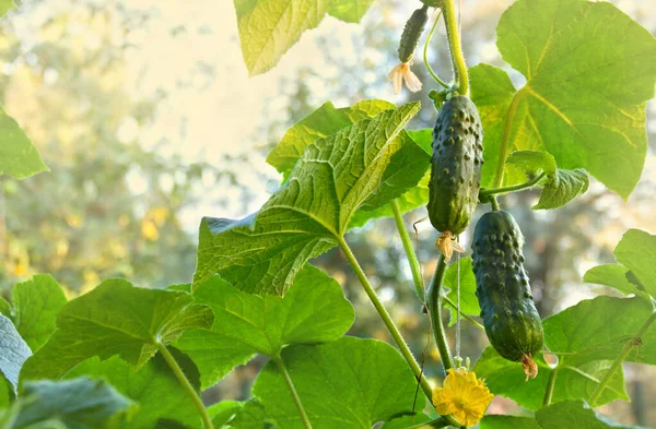 Flores Frutos Maduros Pepinos Colgados Vid Huerta —  Fotos de Stock