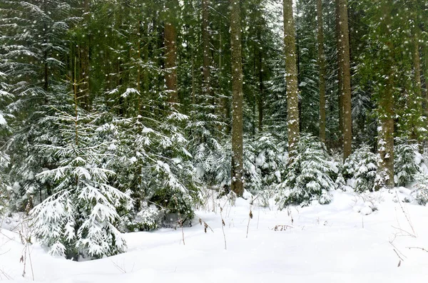 Bosque Abeto Invierno Nieve Durante Las Nevadas —  Fotos de Stock