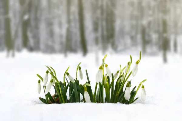 Voorjaarssneeuwklokjes Galanthus Nivalis Sneeuw Het Bos — Stockfoto