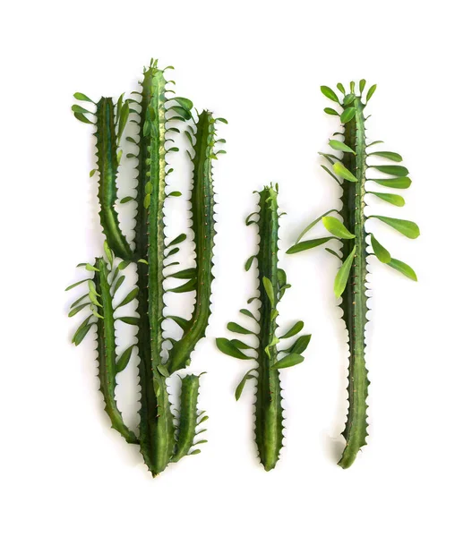 Twigs Levelekkel Euphorbia Trigona Afrikai Tejfa Katedrális Kaktusz Abesszin Eufória — Stock Fotó