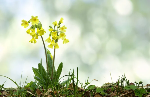 Çiçekli bitki çuha çiçeği (Primula elatior, oxlip) çimenlerin üzerinde doğal arkaplanın odak alanının dışına çıkarılması ve metin için yer açılması üzerine