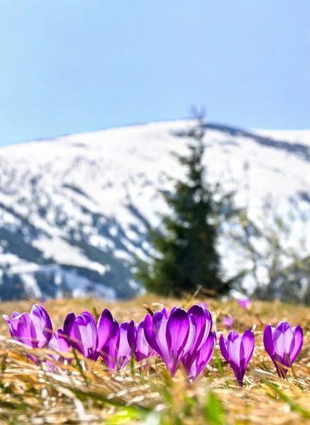Paisaje Primaveral Flores Florecientes Azafranes Violetas Crocus Heuffelianus Claro Las —  Fotos de Stock