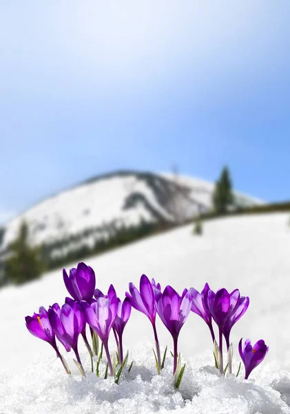Spring landscape of blooming flowers violet crocuses ( Crocus heuffelianus ) on glade in mountains covered of snow. Carpathian mountains