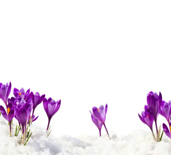 Весенние Подснежники Цветы Фиолетовые Крокусы Crocus Heuffelianus Снегу Белом Фоне — стоковое фото
