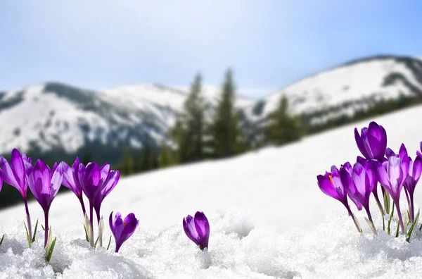 在雪山覆盖的雪地上 春景里盛开的紫罗兰番红花 Crocus Heuffelianus 映衬在雪地上 喀尔巴阡山脉 — 图库照片