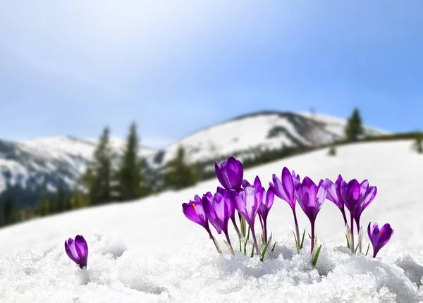 Çiçeklerin açtığı bahar manzarası, karla kaplı dağlarda Crocus heuffelianus (Crocus heuffelianus). Karpat Dağları