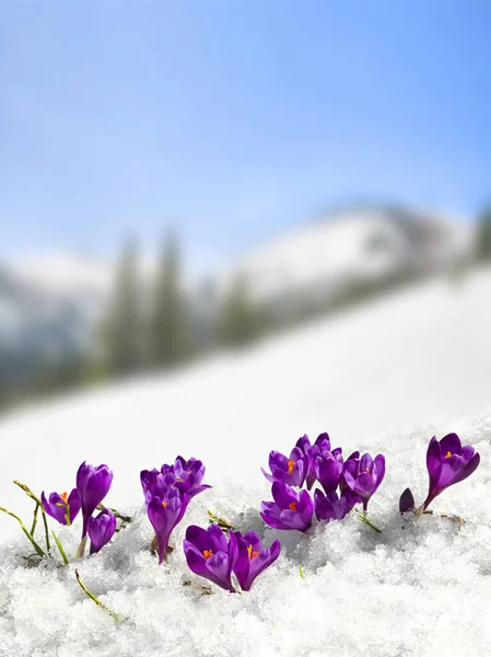 Весняний Пейзаж Квітучих Фіолетових Крокусів Crocus Heuffelianus Галявині Горах Вкритих — стокове фото