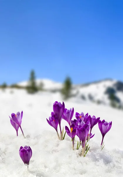 在雪山覆盖的雪地上 春景里盛开的紫罗兰番红花 Crocus Heuffelianus 映衬在雪地上 喀尔巴阡山脉 — 图库照片