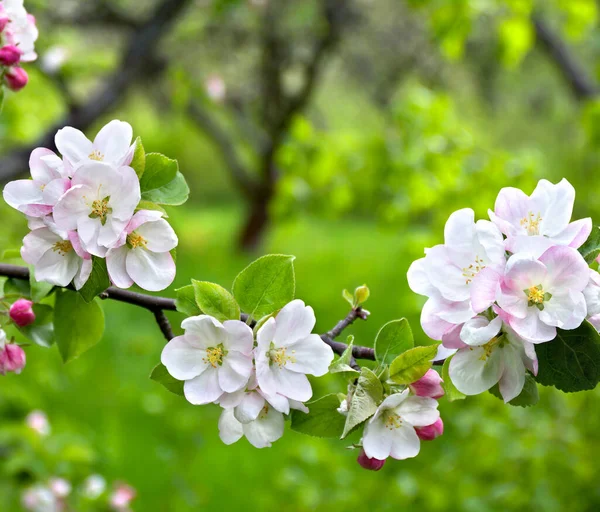 Розовые Белые Цветы Яблоня Цветущем Саду Весной — стоковое фото