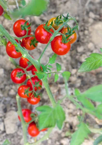 野菜の庭で茎にぶら下がっているトマトの熟した果物 — ストック写真