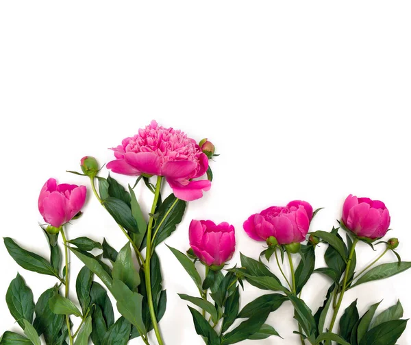 Bouquet of pink peonies on a white background. Top view, flat lay