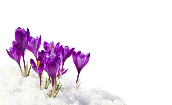 Voorjaar Sneeuwklokjes Bloemen Violette Krokussen Crocus Heuffelianus Sneeuw Een Witte Rechtenvrije Stockafbeeldingen