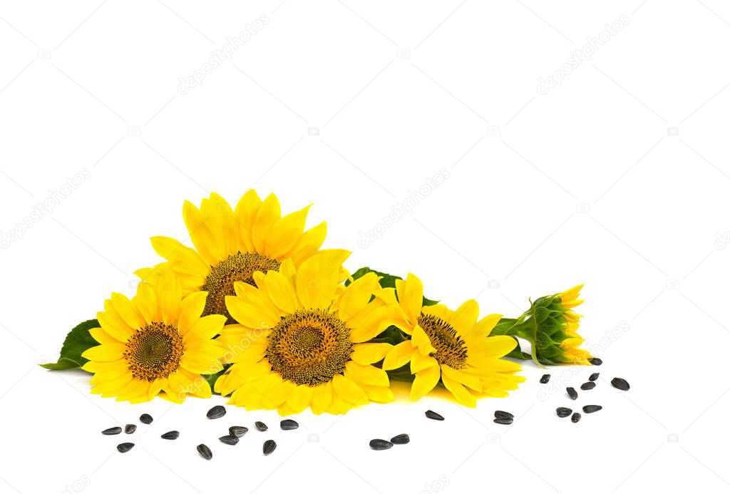 Flowers of sunflowers and seed on white background with space for text