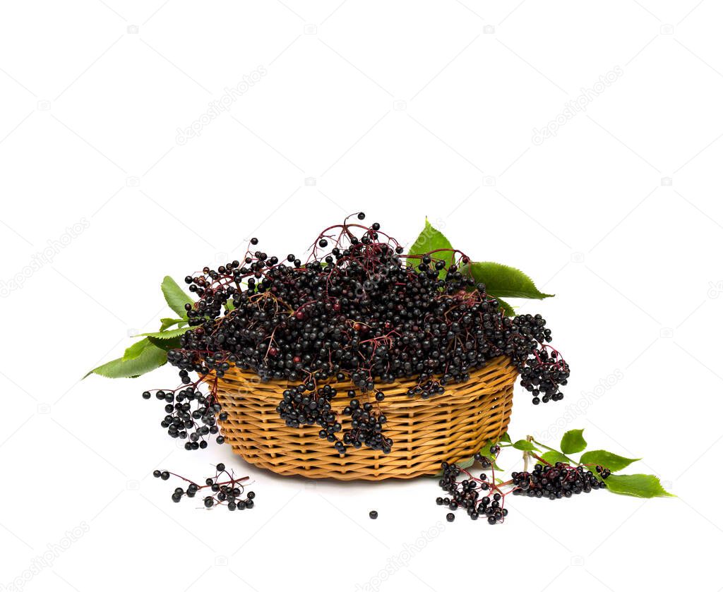 Clusters fruit black elderberry (Sambucus nigra) and leaves in the basket on a white background. Common names: elder, black elder