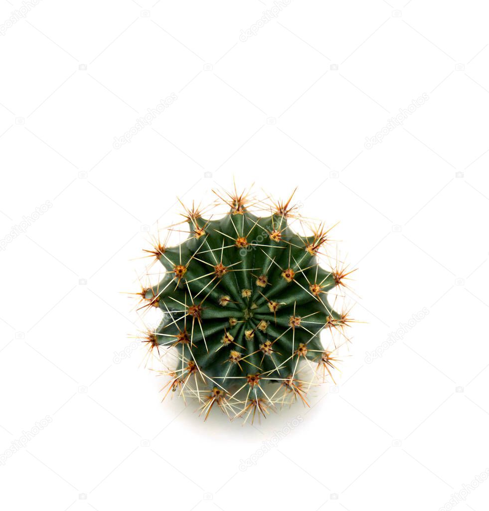 Cactus Echinopsis (known as: hedgehog cactus, sea-urchin cactus or Easter lily cactus) on a white background