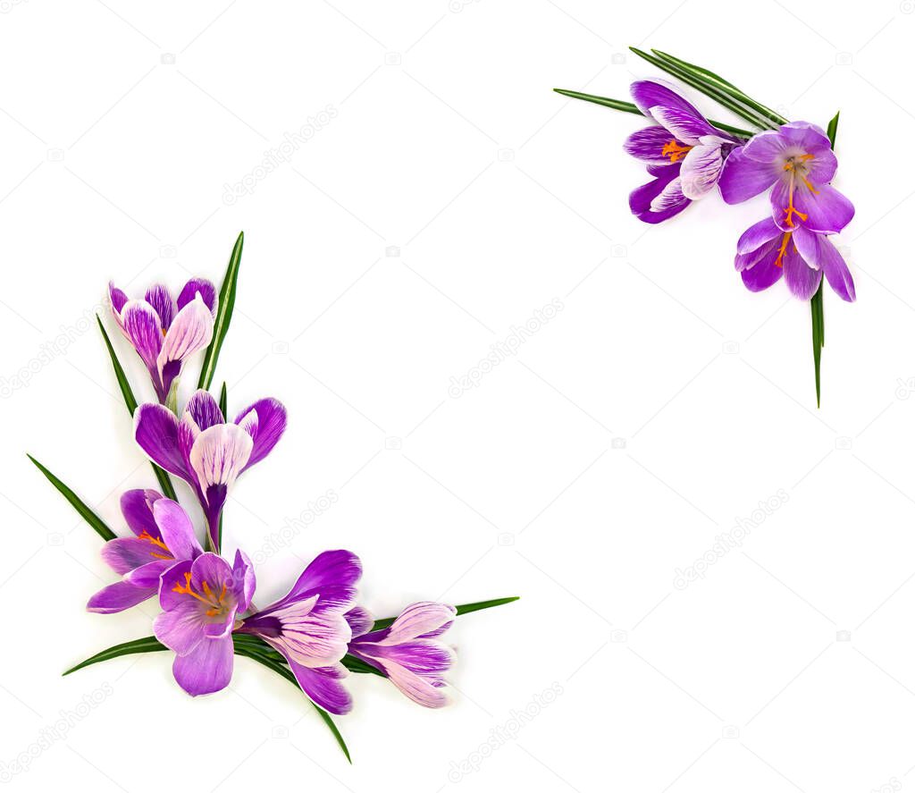 Frame of violet crocuses (Crocus vernus) on a white background with space for text. Top view, flat lay