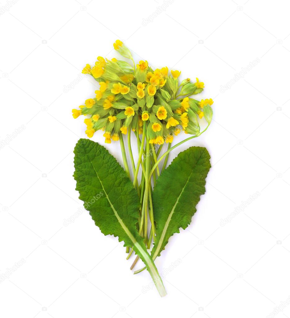 Blooming Primula veris ( common names: common cowslip, cowslip, petrella, herb peter, paigle, peggle, key flower, key of heaven ) on white background. Top view, flat lay