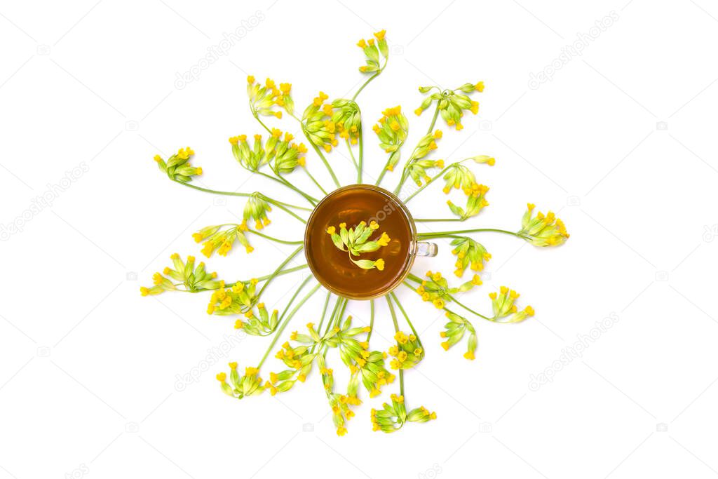 Top view of a cup herbal tea with blooming Primula veris (common names:  cowslip, petrella, herb peter, paigle, peggle, key flower ) on white background. Top view, flat lay