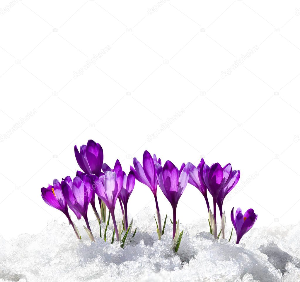 Spring snowdrops flowers violet crocuses (Crocus heuffelianus) in snow on a white background with space for text