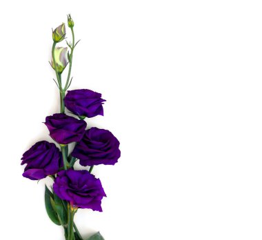 Eflatun çiçekleri Eustoma (yaygın isimleri: Texas çan çiçekleri, BlueBell, lisianthus, Prairie gentian) beyaz bir arka planda yazı için yer alır. Üst manzara, düz uzanma