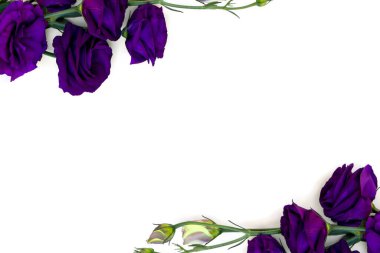 Eflatun çiçekli Eustoma çerçevesi (yaygın isimler: Texas çan çiçekleri, BlueBell, lisianthus, prairie gentian) beyaz bir arkaplan üzerinde metin için boşluk. Üst manzara, düz uzanma
