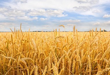 Arkaplanda hasat zamanı buğday mavi bulutlu gökyüzünde