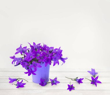 Çiçekler menekşe mavi çan çiçekleri (Campanula patula, yayılan çan çiçeği) küçük menekşe kovada beyaz ahşap masa üzerinde açık arkaplanda metin için alan