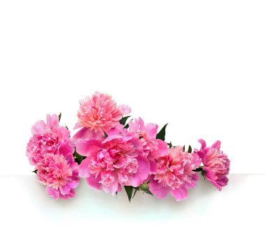 Beyaz arka planda beyaz bir arkaplan üzerinde pembe şakayık demeti. 