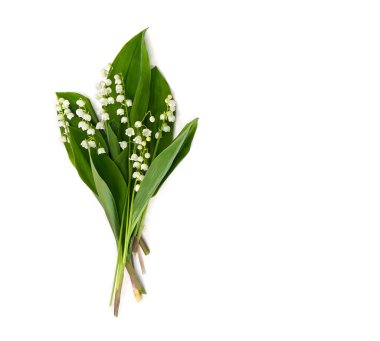 Zambak yapraklı çiçekler (Convallaria majalis, diğer isimler: May bells, may-Lily, Meryem 'in gözyaşları, ve Mary' nin gözyaşı) beyaz bir arka plan üzerinde metin için boşluk. Üst manzara, düz uzanma
