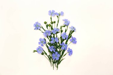 Tohum keten (Linum usitatissimum) içeren çiçek ve kapsül genel isimleri: yazı için boşluk olan hafif bir arkaplan üzerinde yaygın keten veya keten tohumu. Üst manzara, düz uzanma