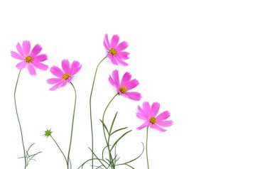 Beyaz arka planda pembe çiçek kozmosu ve metin için yer var. Üst manzara, düz uzanma