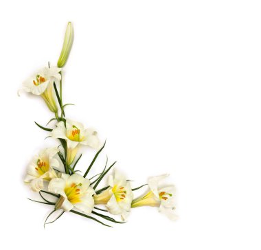 Beyaz arkaplanda beyaz nilüferler ve metin için yer var. Üst manzara, düz uzanma