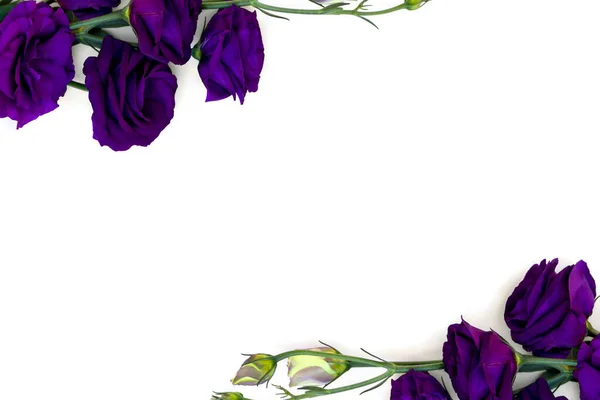 Eflatun çiçekli Eustoma çerçevesi (yaygın isimler: Texas çan çiçekleri, BlueBell, lisianthus, prairie gentian) beyaz bir arkaplan üzerinde metin için boşluk. Üst manzara, düz uzanma