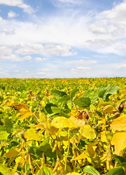 Field Mature Soya Bean Glycine Max Background Cloudy Sky — Stock Photo, Image