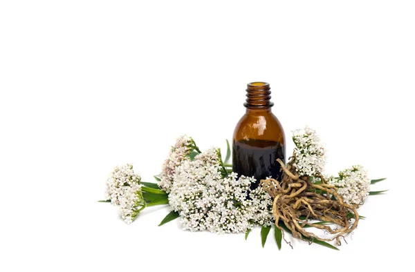 Beyaz arka planda ilaç şişesi bulunan çiçek, yaprak ve kökler Valerian (Valeriana officinalis)