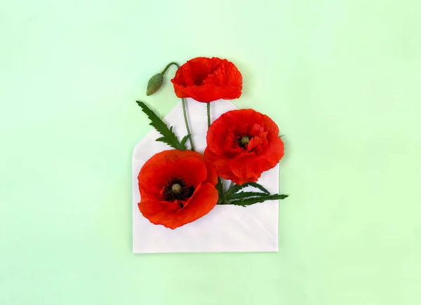 Flowers red poppies and bud with leaves ( corn poppy, corn rose, red weed ) in postal envelopeon a green paper background. Top view, flat lay