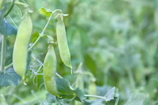 Frutas Guisantes Verdes Huerta Verano Con Espacio Para Texto —  Fotos de Stock