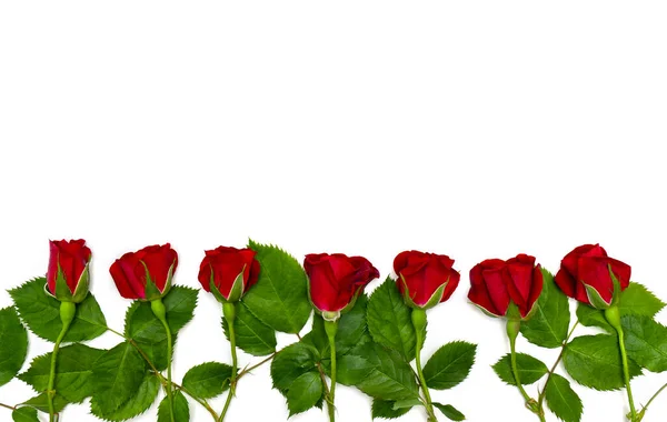 Rosas Rojas Sobre Fondo Blanco Con Espacio Para Texto Vista —  Fotos de Stock