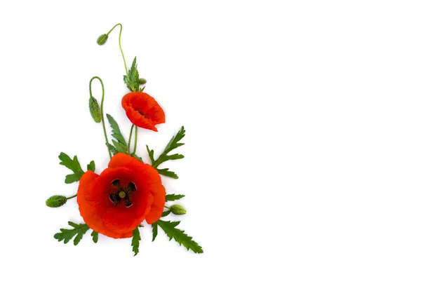 Kwiaty Czerwony Mak Pąki Papaver Rhoeas Wspólne Nazwy Kukurydziany Mak — Zdjęcie stockowe