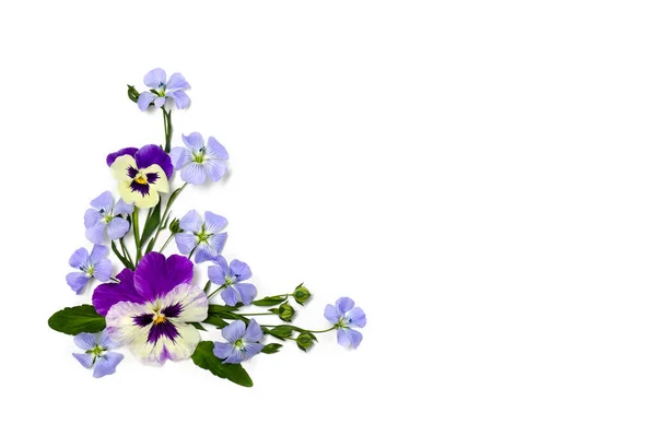 Violette Blüten Viola Tricolor Blaue Blüten Flachs Und Kapsel Mit — Stockfoto