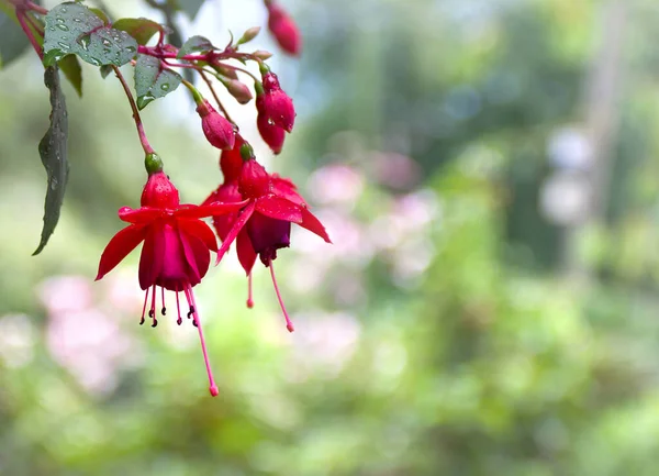 Red Pink Flowers Fuchsia Triphylla Drops Rain Blur Background Garden — Stock Photo, Image