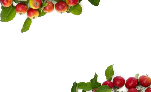 成熟的红色多汁苹果和叶子的框架 在白色背景上留有文字的空间 — 图库照片