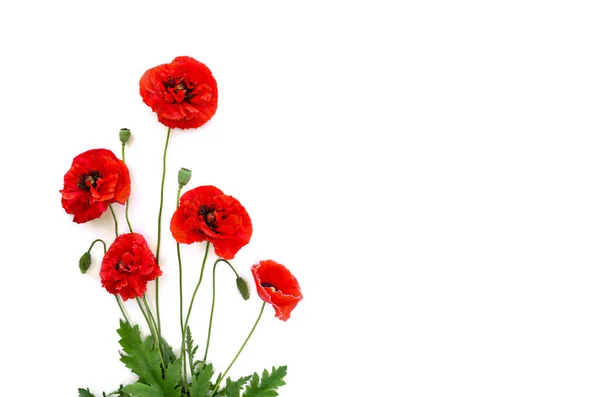 Bloemen Rode Klaprozen Papaver Rhoeas Gebruikelijke Namen Maïs Klaproos Maïs — Stockfoto