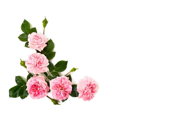 Pink Roses Shrub Rose White Background Space Text Top View — Stock Photo, Image